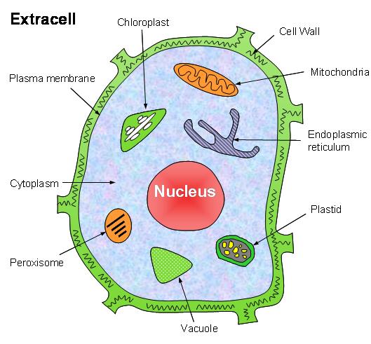 cell wall pictures. Cell wall,(2) Chloroplast,